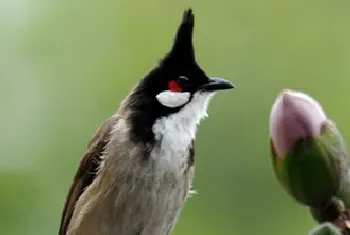 红耳鹎吃什么(主要以植物性食物为主)