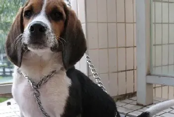 比格犬吃完饭就会打嗝是怎么回事(比格犬)