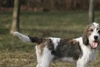 迷你贝吉格里芬凡丁犬黏人程度(黏人程度五颗星)