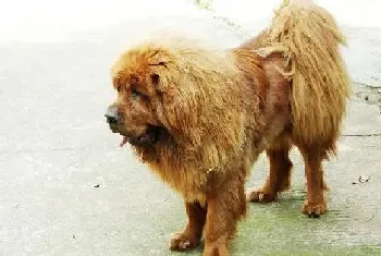 孕期藏獒的护理要求 关注藏獒怀孕期的营养和饮食(藏獒)