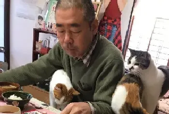 吃个饭压力好大！日本住持每天被爱猫包围