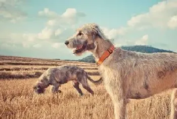 爱尔兰猎狼犬的价格(波动幅度比较大)