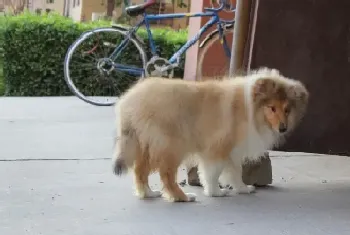 苏格兰牧羊犬肚子上长了个包是什么东西(苏格兰牧羊犬)