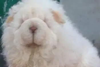 面对松狮犬的护食行为应该如何纠正(松狮犬)