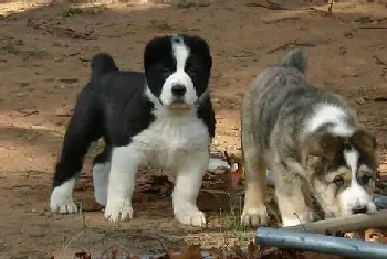 中亚牧羊犬最近全身红点,很痒 求医治(中亚牧羊犬)