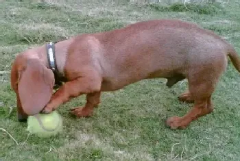 养好腊肠犬,健康看得见(腊肠犬)