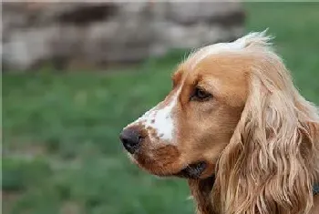 英国可卡犬体味程度(英国可卡犬有体味)