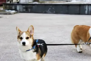 柯基犬驱虫后开始拉稀,发抖是什么情况(柯基犬)