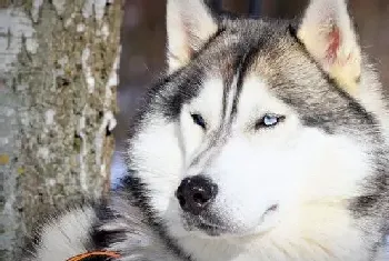 天天有个好心情 怎样安抚阿拉斯加犬的情绪(阿拉斯加犬)