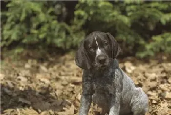 短毛指示犬体味重不(短毛指示犬体味比较轻)