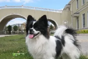 我家蝴蝶犬最近为什么会经常呕吐(蝴蝶犬)