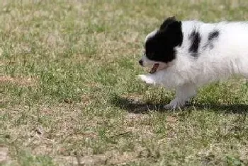 为蝴蝶犬制定科学的运动计划(蝴蝶犬)