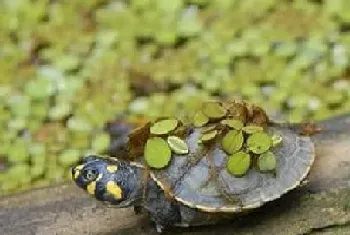 黄头侧颈龟怎么养(幼体是杂食性的)