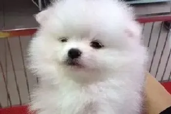 博美犬拉棕黑色便便非常的臭是怎么回事(博美犬)