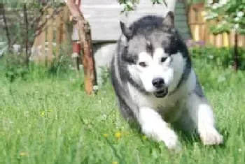 五个步骤让你的阿拉斯加雪橇犬不再吃便便(阿拉斯加犬)