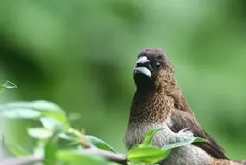 老人适合养什么鸟(最好是选购幼鸟饲养)