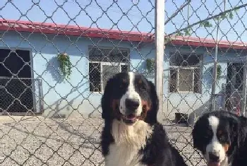 多事之秋我们要时刻关注伯恩山犬的健康(伯恩山犬)