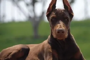 怎样让杜宾犬更好的适应陌生的环境(杜宾犬)