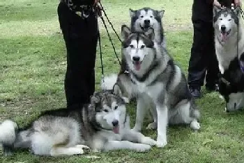 阿拉斯加雪橇犬随从训练 出门让阿拉走身边(阿拉斯加犬)