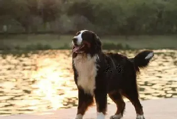 美丽变身之如何科学的给伯恩山犬梳理毛发(伯恩山犬)