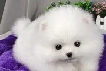 针对博美犬上火的一些治疗意见(博美犬)