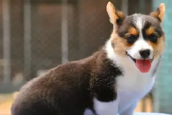 喂食柯基犬吃熟鸡蛋有好处吗(柯基犬)