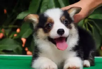 柯基犬喜欢吃甜食的三大危害(柯基犬)