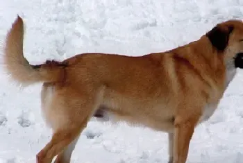 奇努克犬的养护常识(该犬洗澡注意事项)