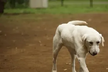 犬球虫病治疗(对血便严重者可用维生素K治疗)