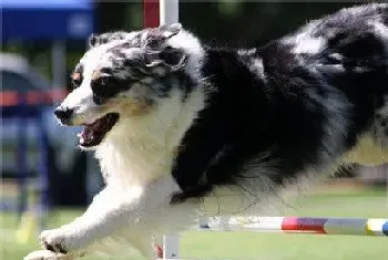 澳洲牧羊犬没尾巴吗(出生一个星期之后被剪掉)