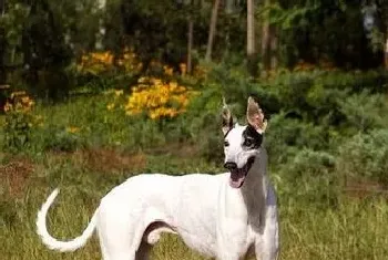 灵缇犬的饲养(保持犬舍的清洁干净)