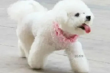 比熊犬吃什么狗粮好,求解答(比熊犬)