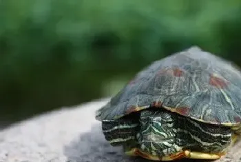 乌龟怎么喂食(投喂的食物要求必须是新鲜的)