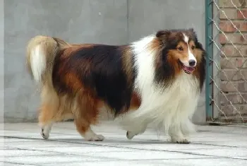 内分泌机能异常是苏格兰牧羊犬皮肤病的最大杀手(苏格兰牧羊犬)