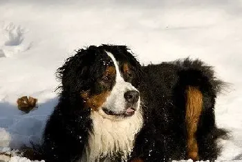 伯恩山犬会丢毛吗(新生犬毛发如何处理)