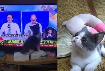 跟着秃子走 超萌的喵星人狂盯韩国瑜(宠物猫故事)