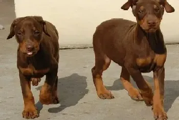 生命在于运动 杜宾犬怎样学会游泳(杜宾犬)