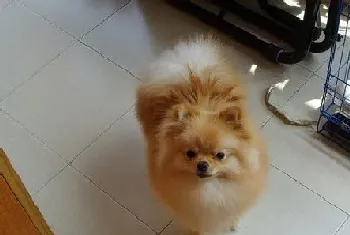 博美犬喜欢吃什么?狗狗也需要营养搭配