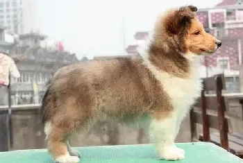 苏格兰牧羊犬除了狗粮还喜欢吃什么(苏格兰牧羊犬)