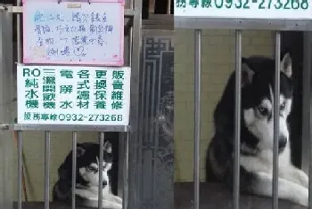 此恶犬请勿喂食 爸爸挂告牌惹汪超不爽(宠物狗故事)