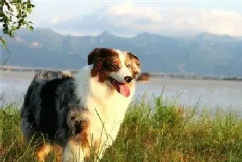 澳洲牧羊犬掉毛(牧羊犬都会掉毛比较严重)