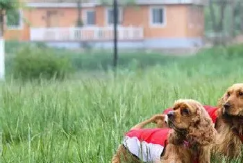 英国可卡犬的饲养(每天为可卡犬梳理毛发)