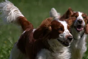 史宾格犬智商排名(该犬排在第15位)