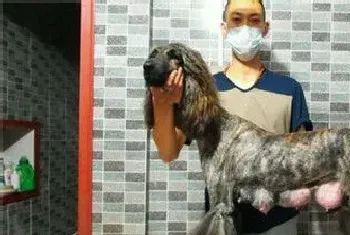 阿富汗猎犬分辨(纯种阿富汗猎犬分辨方法)