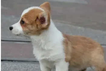 为柯基犬减肥的几大途径(柯基犬)