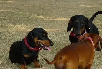 应该怎样正确理解腊肠犬的肢体语言(腊肠犬)