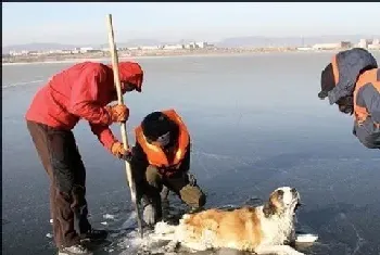 狗狗被卡冻冰上 救援队帮助脱困后又放回街头(宠物狗故事)