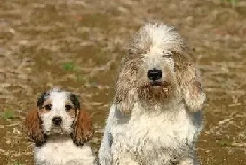 贝吉格里芬凡丁犬的养护常识(幼犬养护尤其重要)