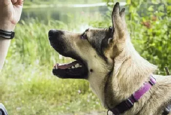 家里德国牧羊犬叫都叫不来！是天生的叛逆吗(德国牧羊犬)