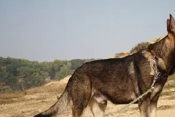 昆明犬的饲养(喂食要定时定量营养要平衡)